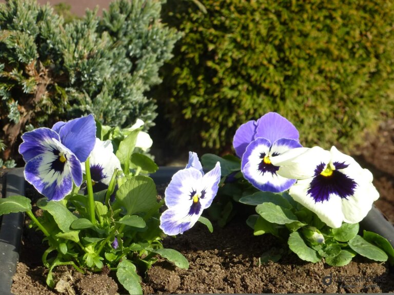 Ogród ogród kwiaty wiosna