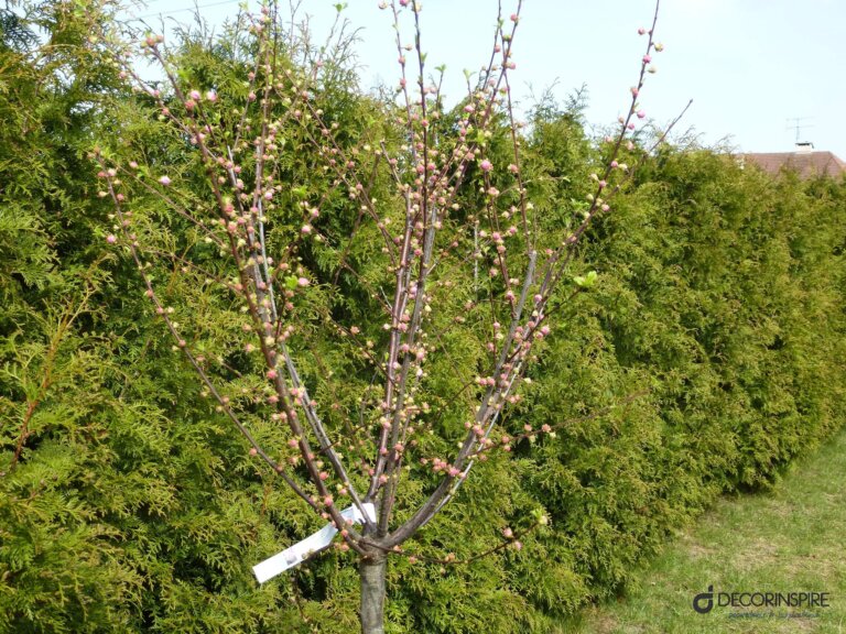 Ogród migdałek trójklapowy ogród wiosna