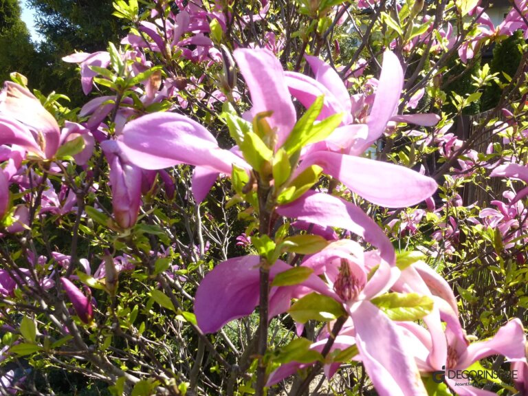 Ogród magnolia ogród wiosna kwiaty