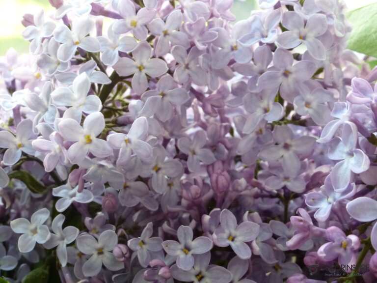 Ogród kwiaty bzu wiosna