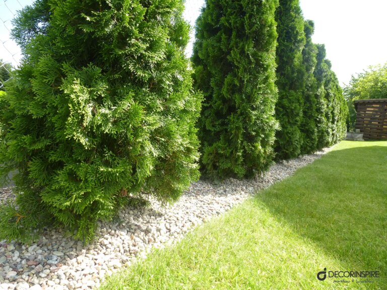 Ogród jakie iglaki na żywopłot krzewy tuja