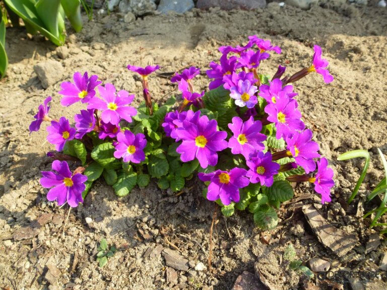 P1100804 Decorinspire