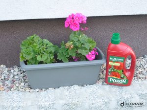 Pelargonie i hortensje – test produktów